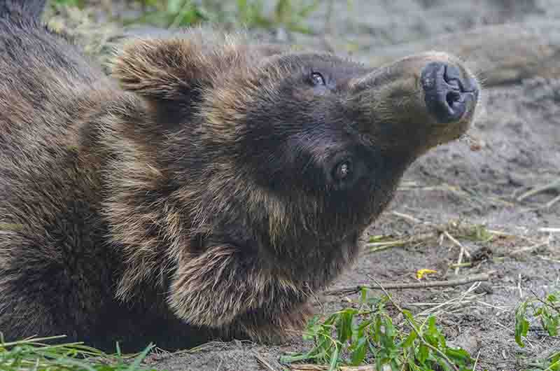 12 - Oso Pardo - Kamchatka - Rusia